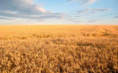 címlapfotó gabonaföld kalász nyár