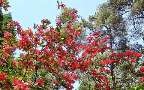 Magyarország, Jeli Arborétum