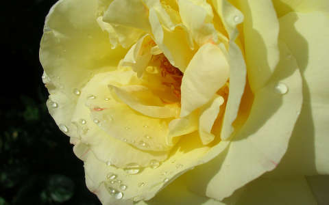 Rózsa zápor után
