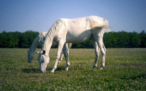 Perlino akhal-teke lovak