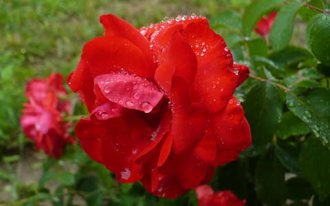 Vörös rózsa