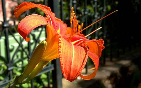 liliom