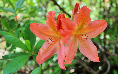 Magyarország, Kám, Jeli arborétum, rododendron