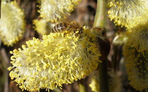 barka méh rovar