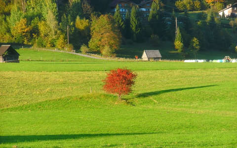 fa mező ősz
