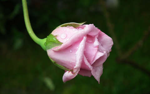 bimbó nyári virág rózsa vízcsepp