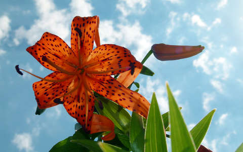 liliom