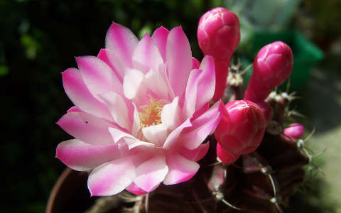 kaktusz kaktuszvirág