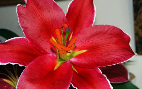 liliom
