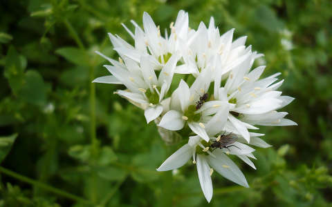 Medvehagyma virág (Hangyaportya)