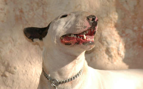 Odin,bullterrier
2011 október 31-én meggyilkolták