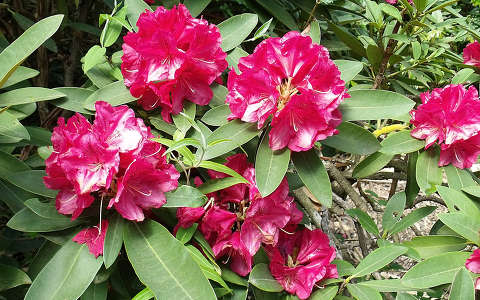 Magyarország, Jeli Arborétum, rododendron