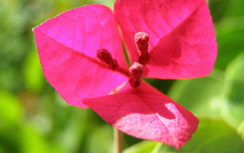 Bougainvillea