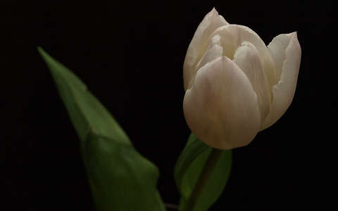 Ajándék fehér tulipán!