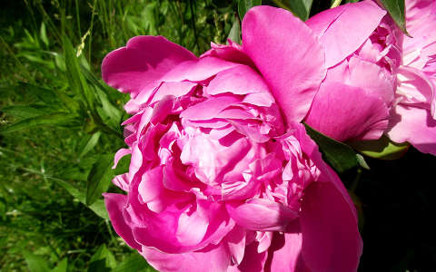 Pünkösdi rózsa. Fotó: Csonki