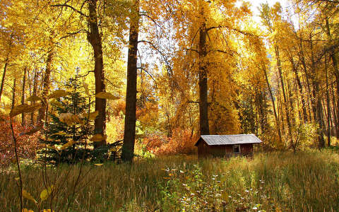 erdő ház ősz