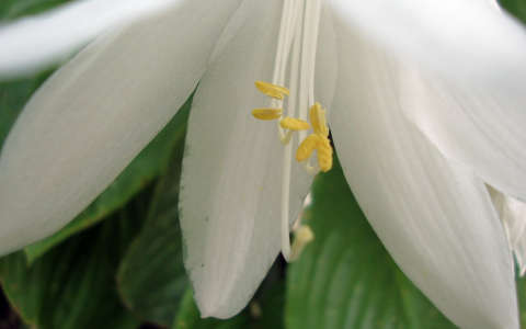 Liliom