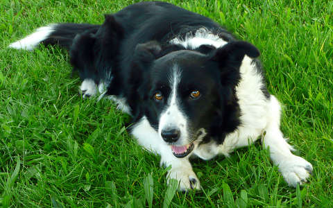 Haarlem, Nederland, Romy, BorderCollie