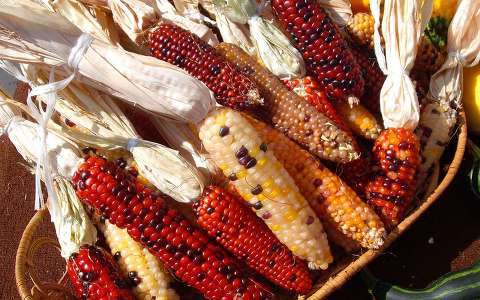 Kukoricacsövek ősszel - fotó: Kőszály