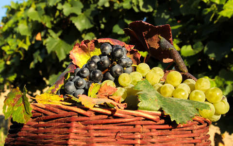gyümölcs gyümölcskosár szőlő ősz