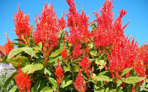 Piros gyöngyvessző - Spiraea hybriden - fotó: Kőszály