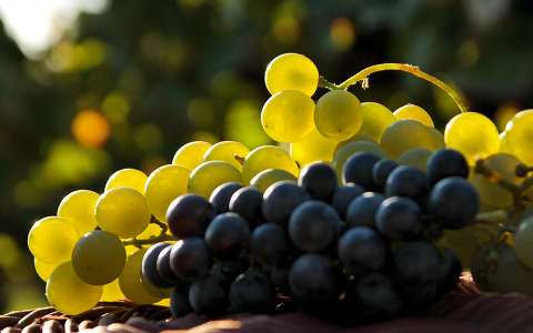 gyümölcs szőlő