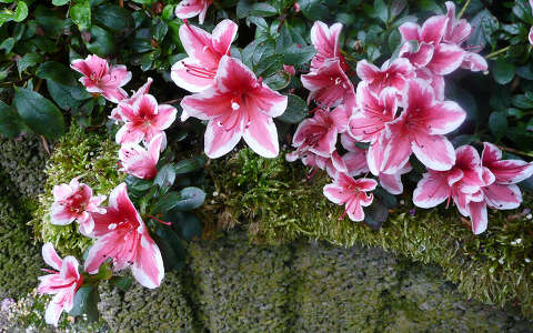 Haarlem Holland, Azalea