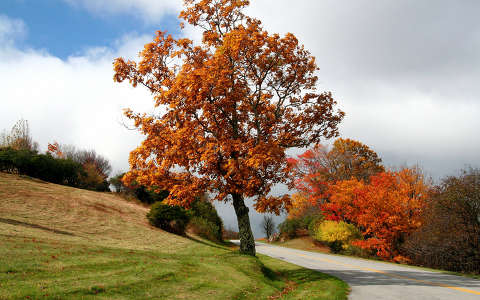 címlapfotó fa út ősz