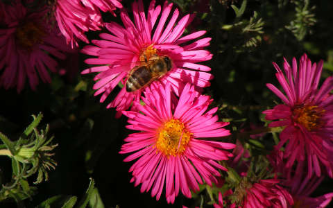 méh rovar őszirózsa