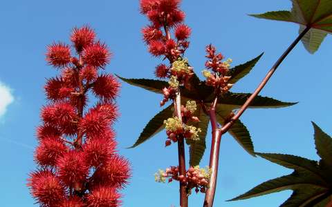 Ricinus cirágzata
