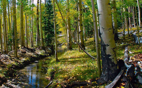 címlapfotó erdő patak ősz
