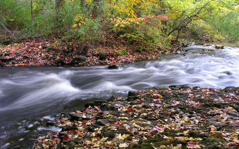 erdő folyó levél ősz