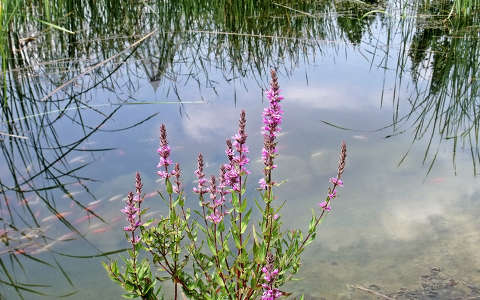 Magyarország, Egerszalók, látványtavak