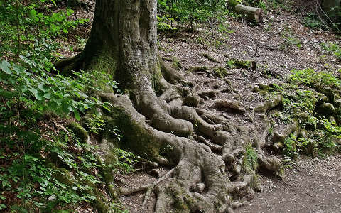 gyökerek