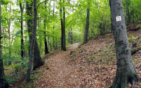 Pécs, Mecsek, erdő, fa, erdei út