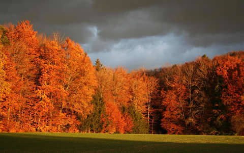 címlapfotó erdő fa ősz