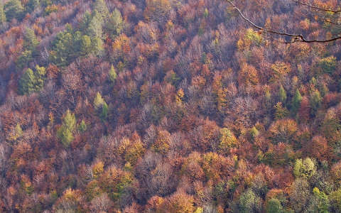 erdő ősz