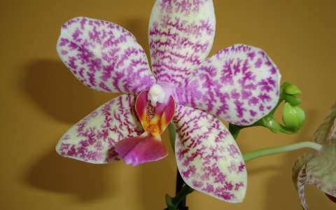 orchidea trópusi virág