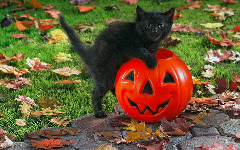 címlapfotó halloween levél macska