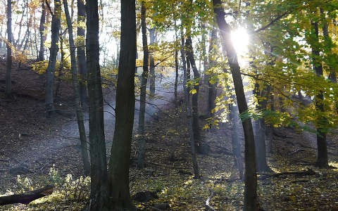 erdő fény út ősz