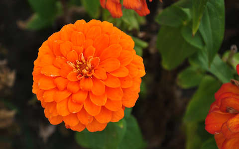 Bársonyvirág/tagetes