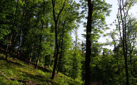 Rezi erdő, Magyarország