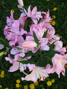 liliom