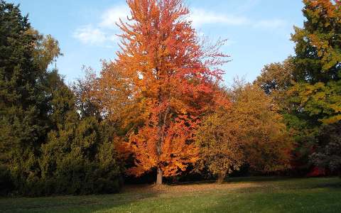 Szarvas - Arborétum - őszi táj - fotó: Kőszály