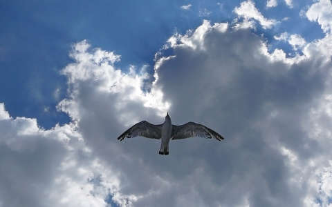 felhő madár sirály vizimadár