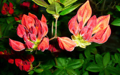 Haarlem Holland, Azalea buds