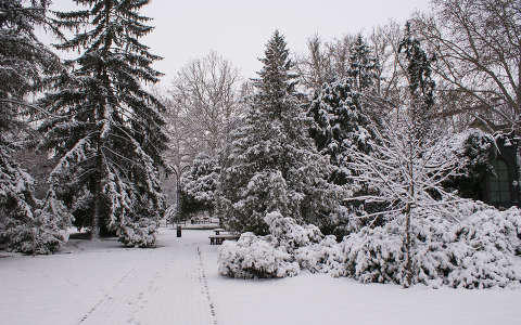 fa fenyő kertek és parkok tél