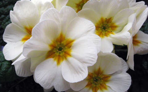 kankalin tavaszi virág