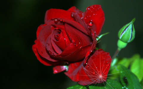 címlapfotó rózsa valentin vízcsepp