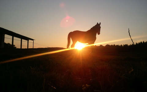 fény lovak naplemente